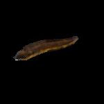 海洋生物