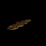 海洋生物
