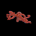 海洋生物