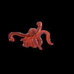 海洋生物