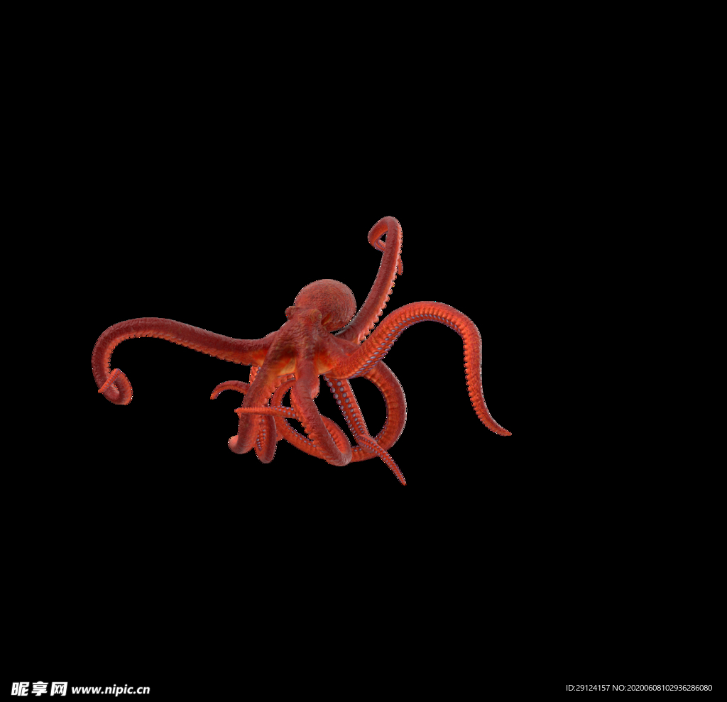 海洋生物