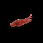 海洋生物