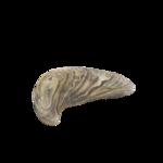 海洋生物