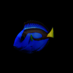 海洋生物