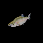 海洋生物