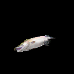 海洋生物