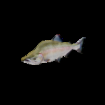 海洋生物