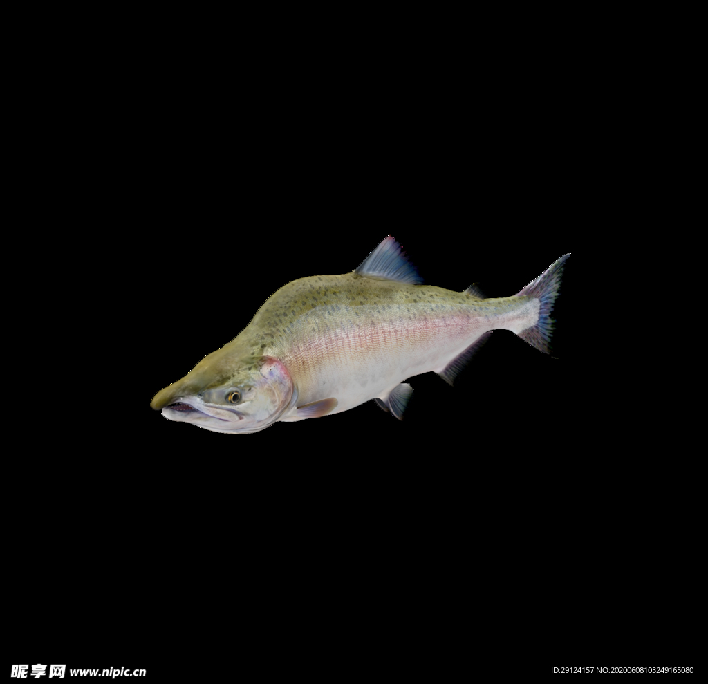 海洋生物