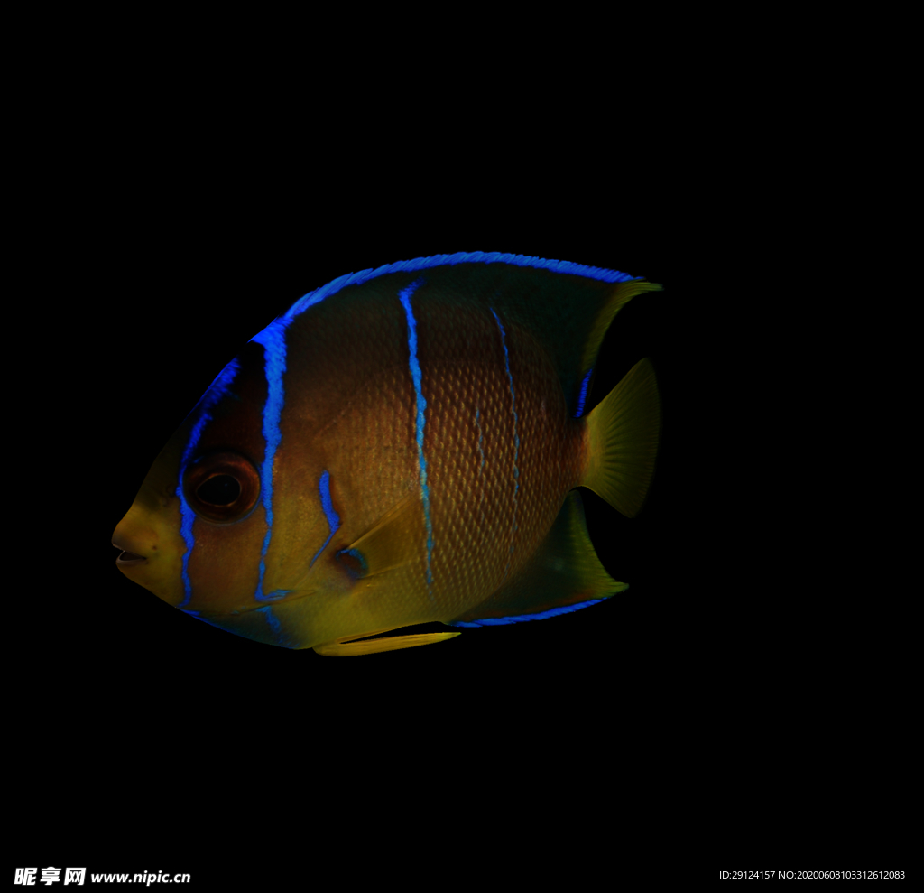 海洋生物