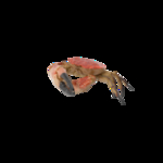 海洋生物