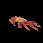 海洋生物