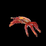 海洋生物