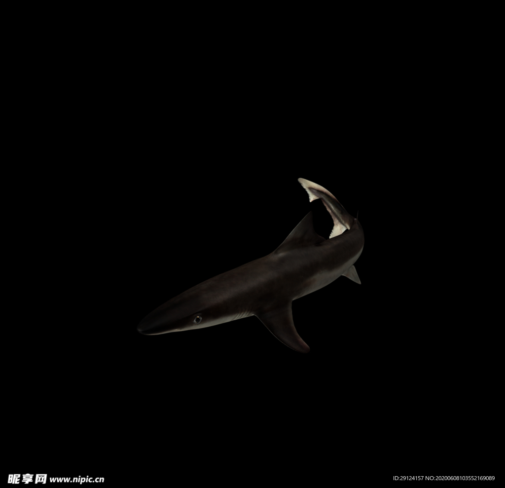 海洋生物