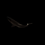 海洋生物