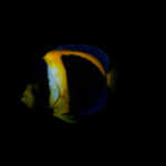 海洋生物