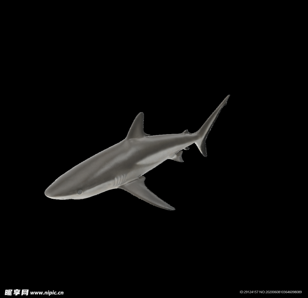 海洋生物