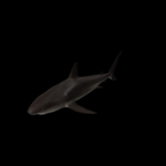 海洋生物