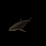 海洋生物