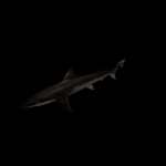 海洋生物
