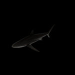 海洋生物