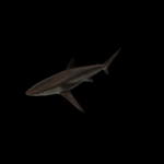 海洋生物