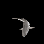 海洋生物