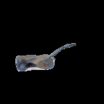 海洋生物