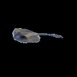 海洋生物