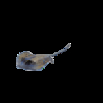 海洋生物