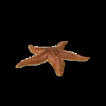 海洋生物