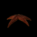 海洋生物