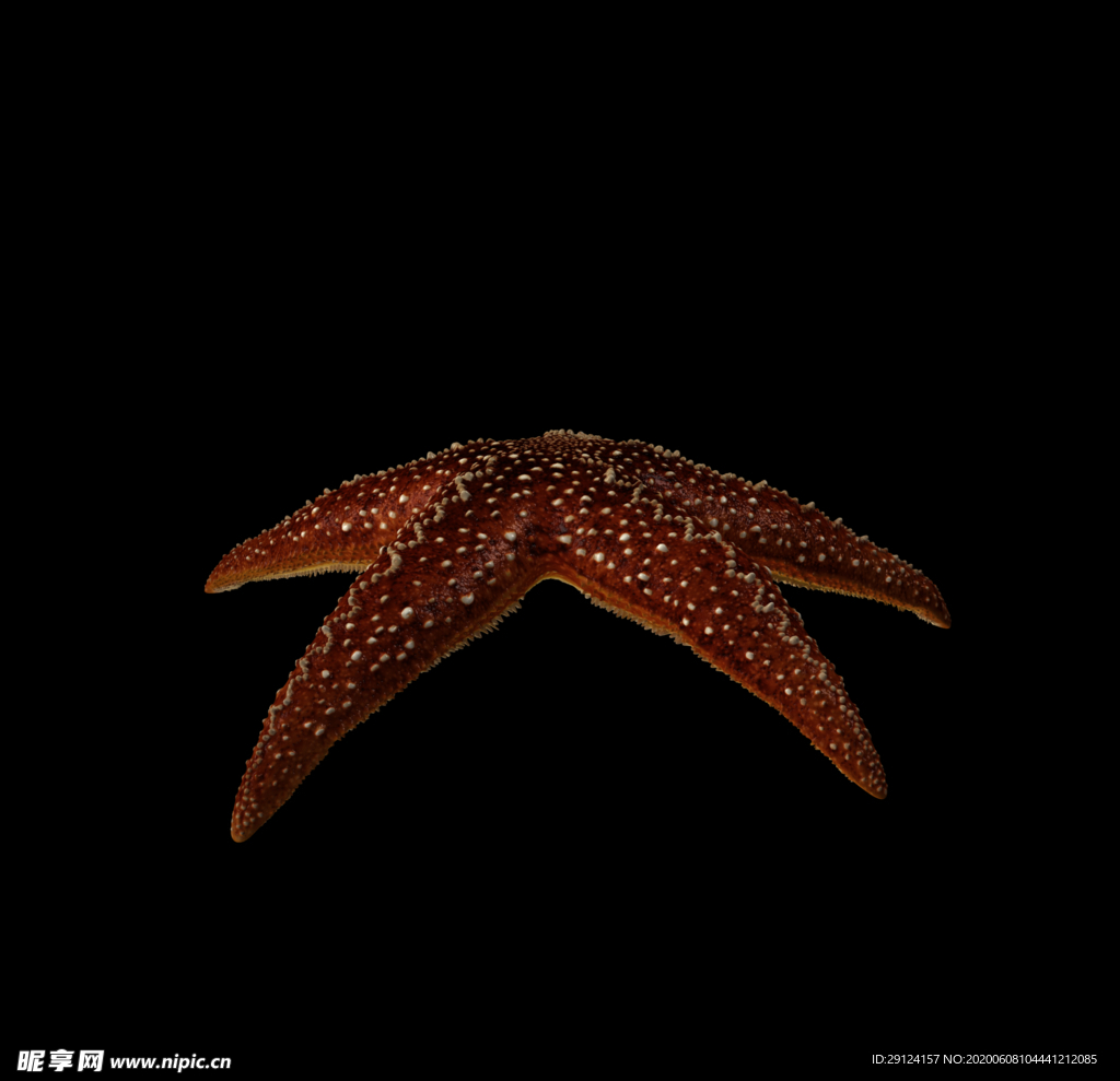 海洋生物