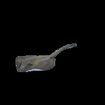海洋生物
