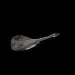 海洋生物