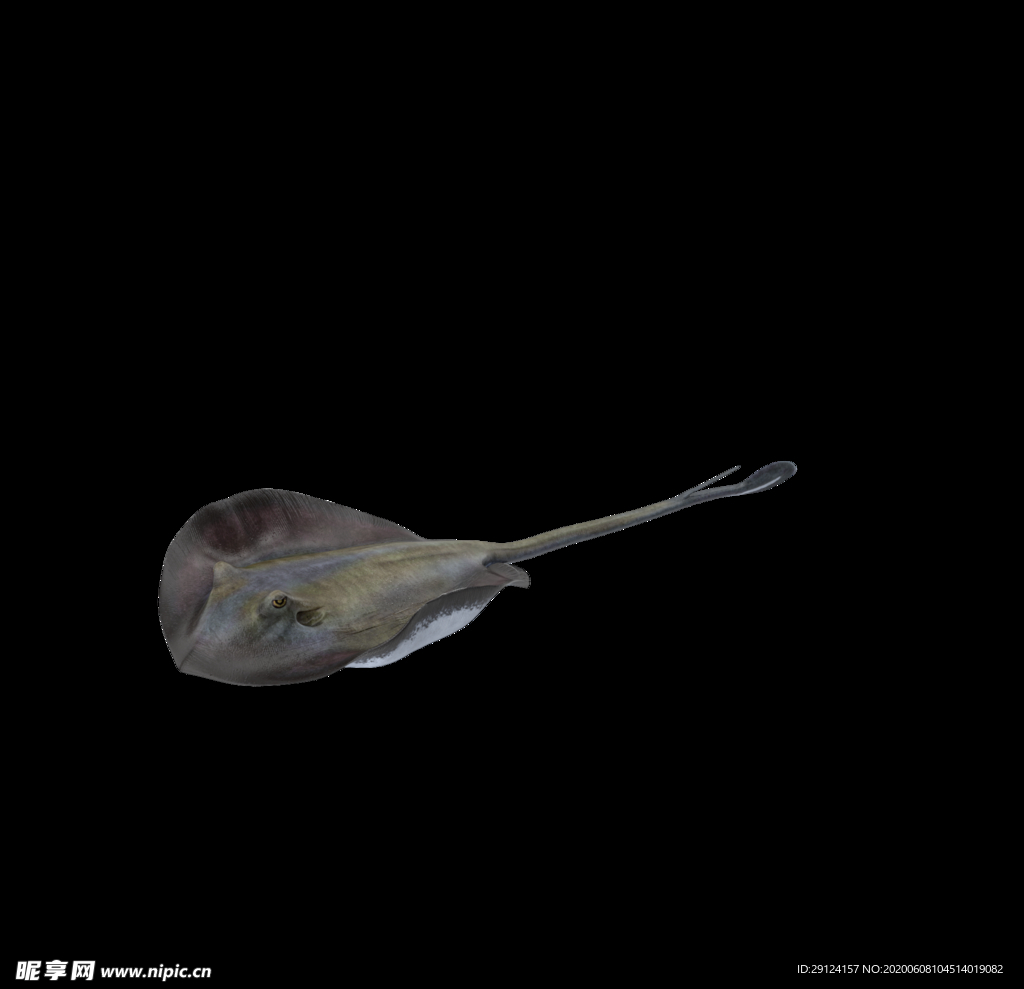 海洋生物