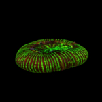 海洋生物