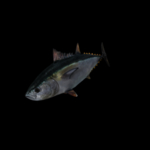 海洋生物
