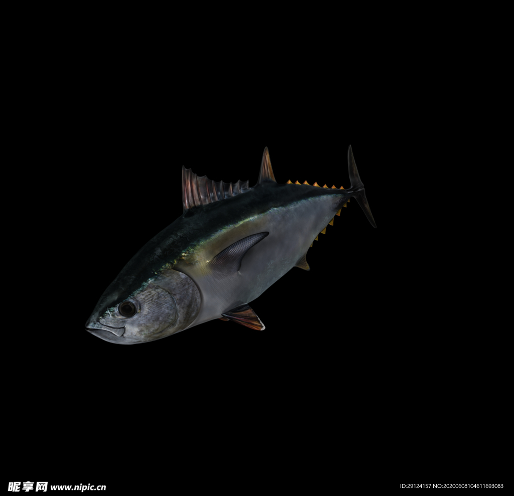 海洋生物