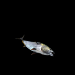 海洋生物