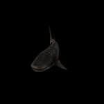 海洋生物