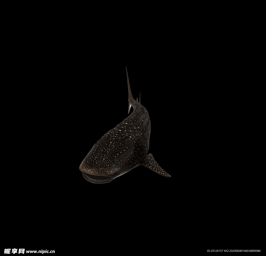 海洋生物
