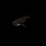 海洋生物