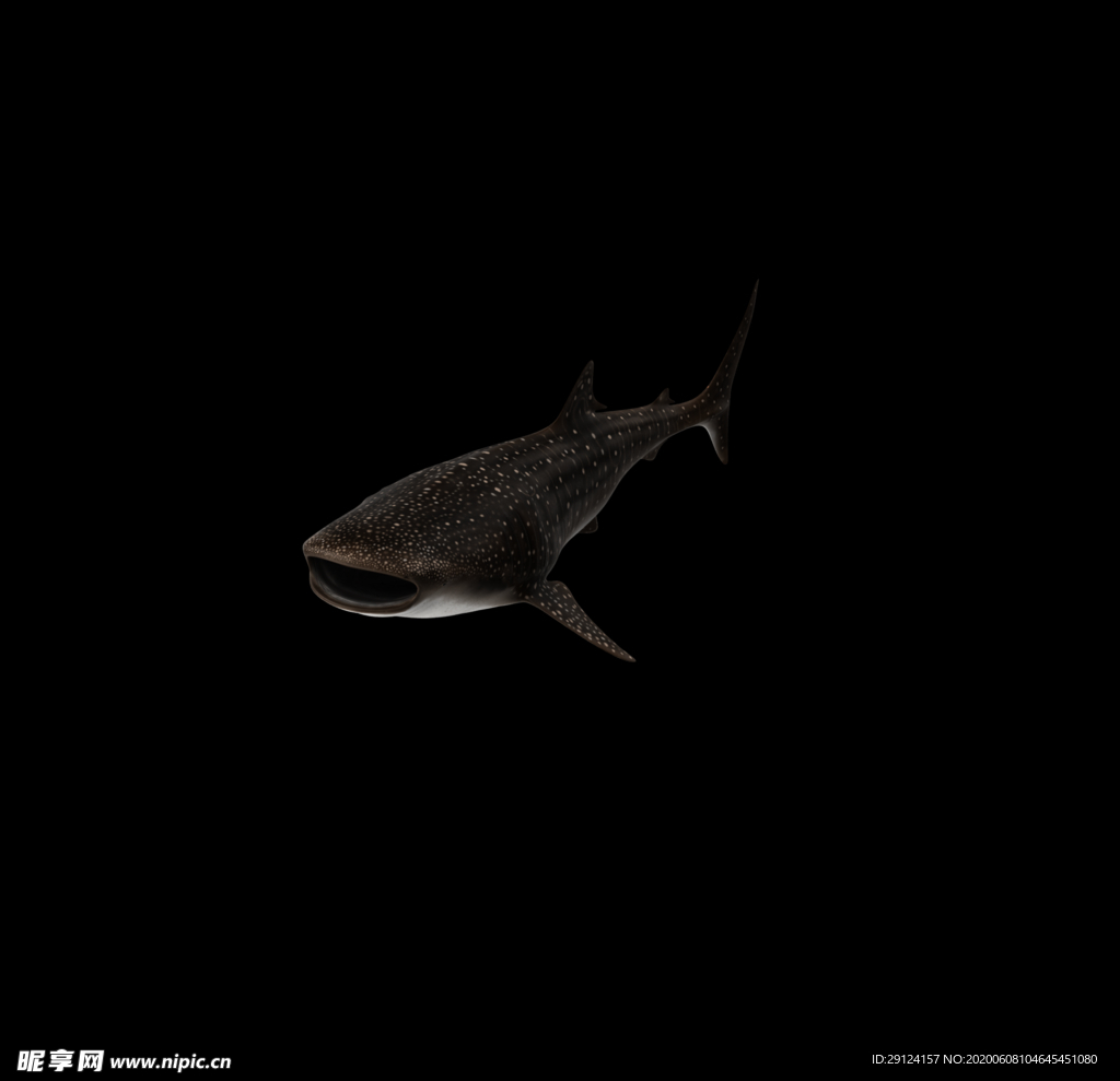海洋生物