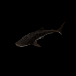 海洋生物