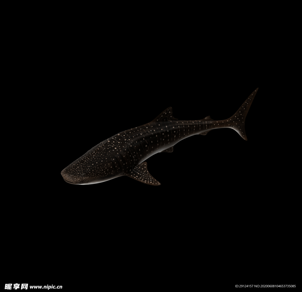 海洋生物