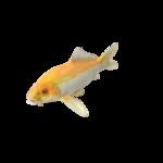 海洋生物