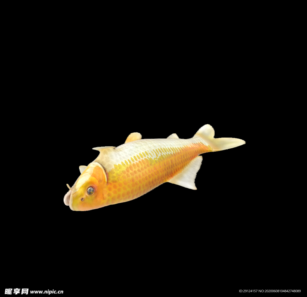 海洋生物