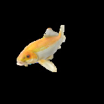 海洋生物