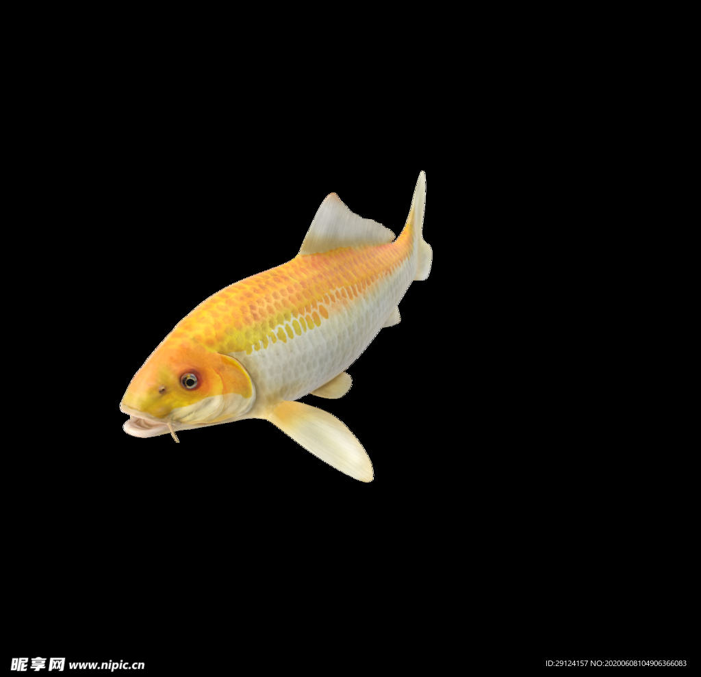 海洋生物