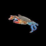 海洋生物